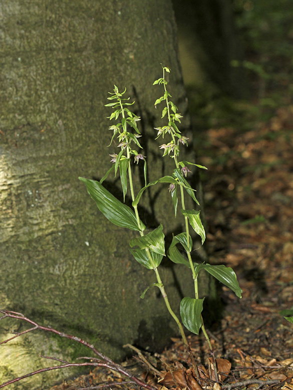 Epipactis leptochila