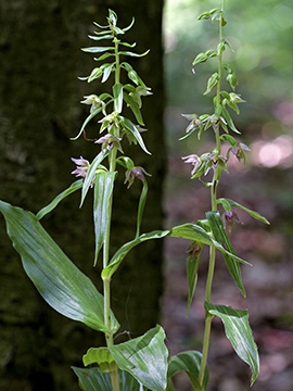 Epipactis leptochila