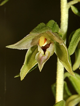 Epipactis leptochila