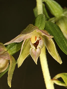 Epipactis leptochila