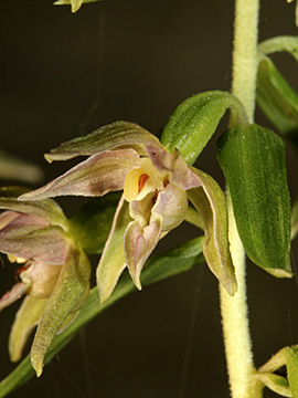 Epipactis leptochila