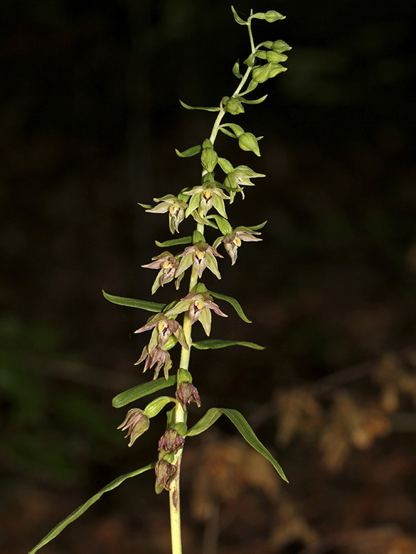 Epipactis leptochila