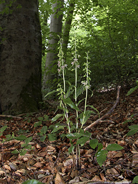 Epipactis leptochila