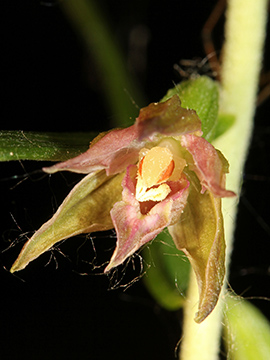 Epipactis leptochila