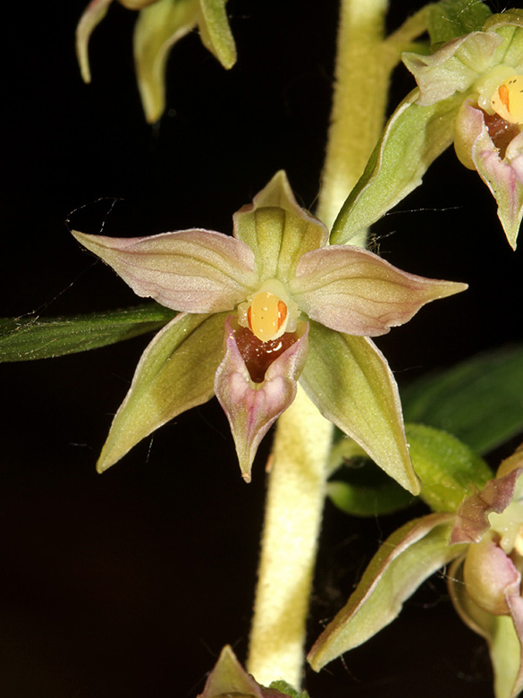 Epipactis leptochila