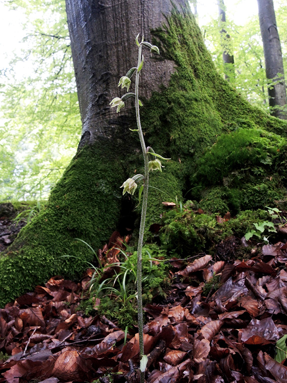 Epipactis microphylla