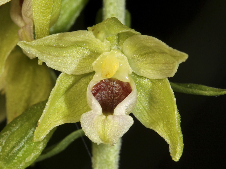 Epipactis muelleri