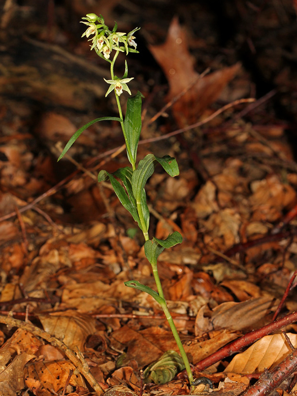 Epipactis muelleri