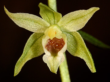 Epipactis muelleri