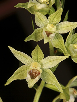 Epipactis muelleri
