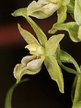Epipactis muelleri