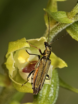 Epipactis muelleri