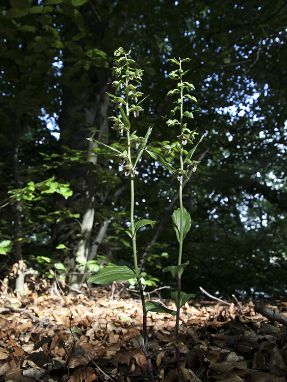 Epipactis neglecta
