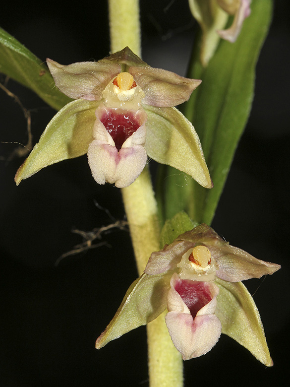 Epipactis neglecta