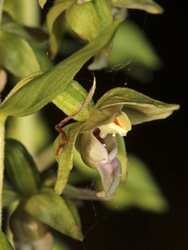 Epipactis neglecta