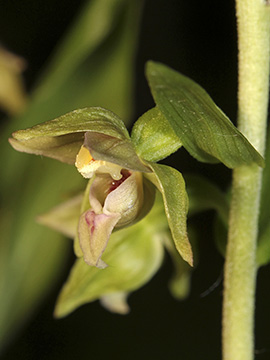Epipactis leptochila