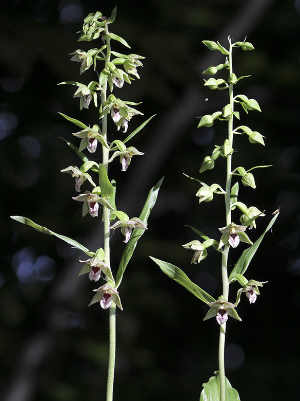 Epipactis neglecta