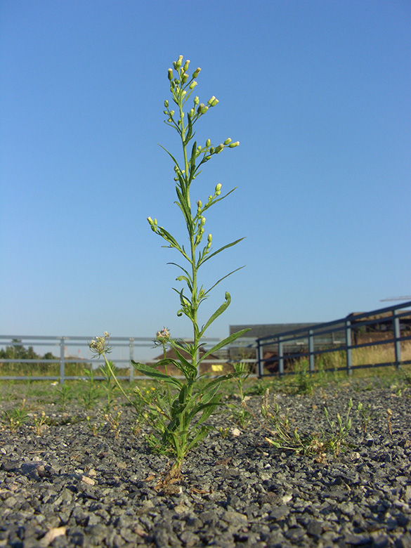 Erigeron canadensis