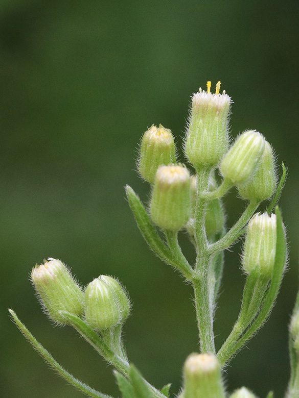 Erigeron sumatrensis