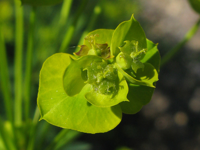 Euphorbia esula
