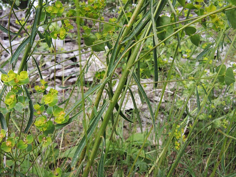 Euphorbia esula