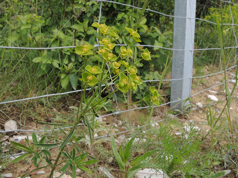 Euphorbia esula