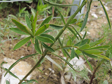 Euphorbia esula