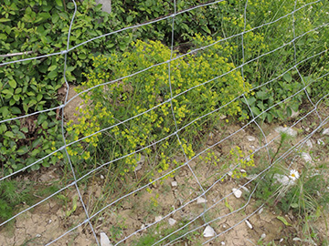 Euphorbia esula