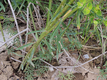 Euphorbia esula