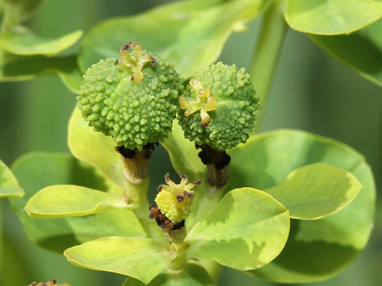 Euphorbia palustris