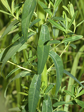 Euphorbia palustris