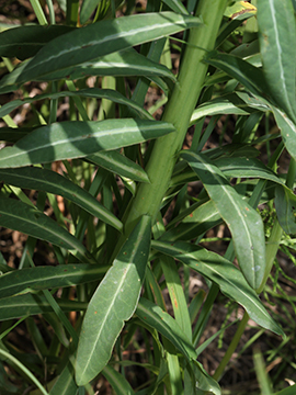 Euphorbia palustris