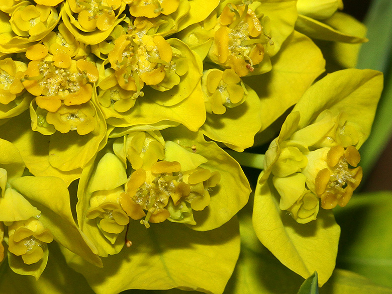 Euphorbia palustris