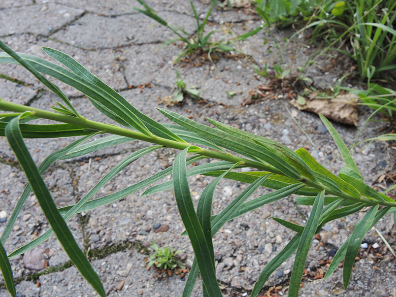Euphorbia saratoi