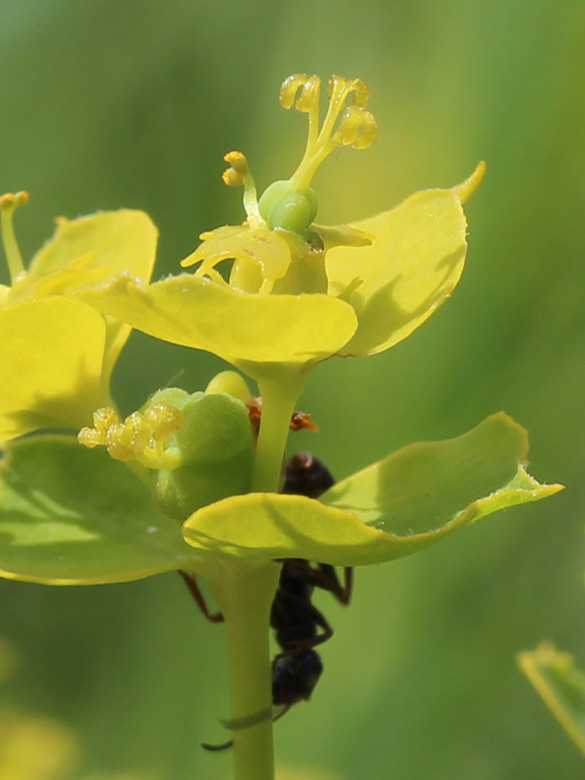 Euphorbia saratoi