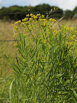 Euphorbia saratoi