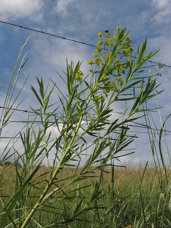 Euphorbia saratoi