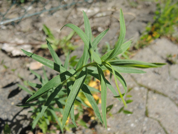 Euphorbia saratoi