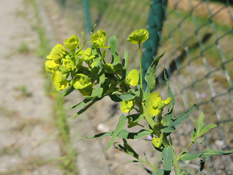 Euphorbia saratoi
