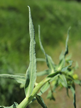 Euphorbia saratoi