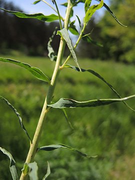 Euphorbia saratoi