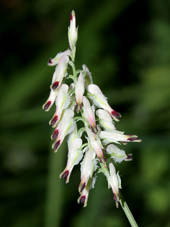 Fumaria capreolata
