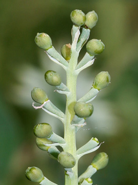 Fumaria capreolata