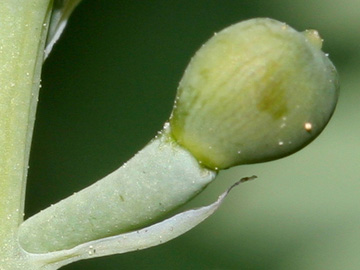 Fumaria capreolata