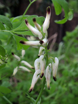 Fumaria capreolata