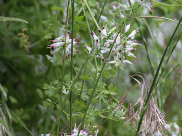 Fumaria capreolata
