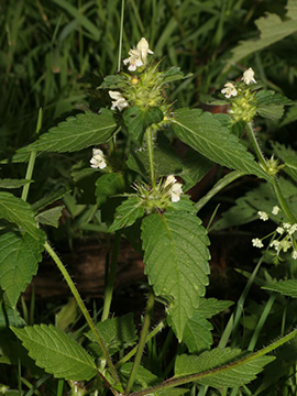 Galeopsis tetrahit