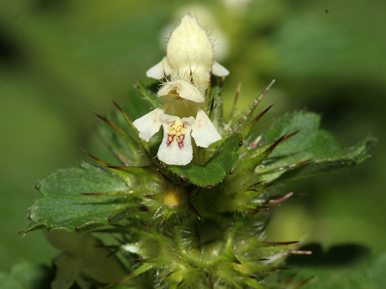 Galeopsis tetrahit