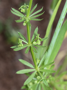 Galium tricornutum
