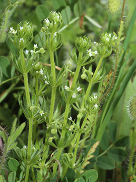 Galium tricornutum